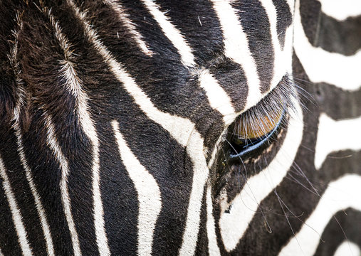 Burchell's Zebra portrait Kruger National park 