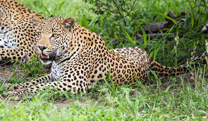 Leopard in Sabi Sands Kruger National Park South Africa  