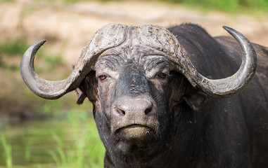 Naklejka premium African Buffalo with Oxpeckers in the Kruger National Park 