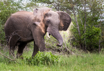 Elephants in the Kruger National Park South Africa 