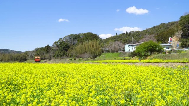 春の菜の花沿線・小湊鉄道