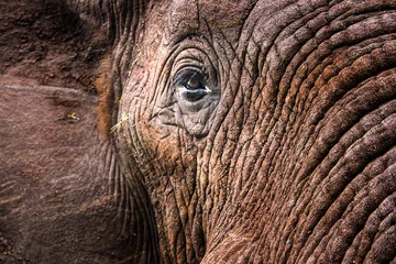 Papier Peint photo Lavable Éléphant Éléphants dans le parc national Kruger en Afrique du Sud