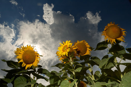 Sonnenblumen im Gegenlicht