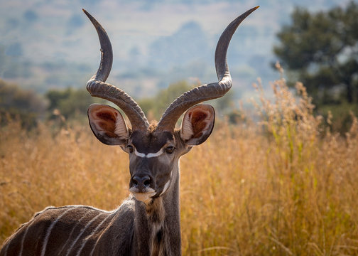 Kruger National Park South Africa 