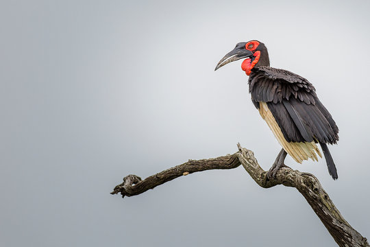 African Southern Ground Hornbill in a tree in the Kruger National Park South Africa 