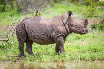 African White Rhinoceros in Kruger National Park 