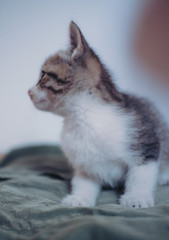  little white-striped kitten