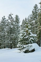 Snow Covered Evergreens