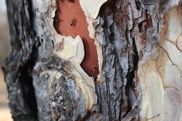 bark of a tree