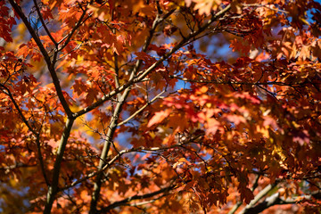 Fototapeta premium 写真素材: ボート