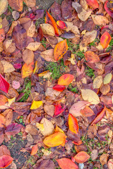 autumn leaves background