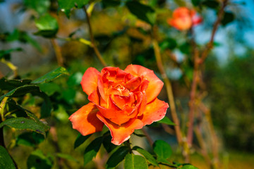 Flower of rose in a garden