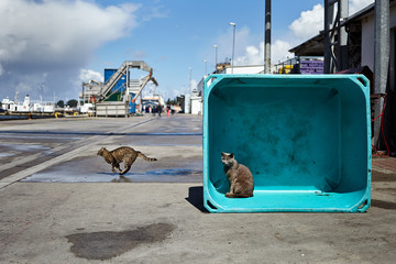 Koty w porcie rybackim