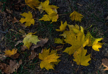 Autumnal nature concept with yellow acer leaves