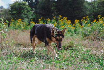  beautiful dog in flowers