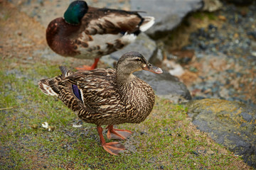 Duck bird near water area 