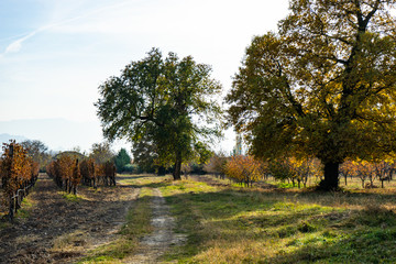 Famous Chateau Mukhrani