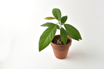 Young growth of avocado sprouted from avocado seed in a pot on white background.