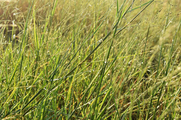 grass in the wind