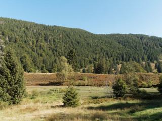 Landscape of Black Forest. Beautiful panorama in the valley of Menzenschwander Alb, along the hiking path Menzo's Wegle' around the moraine of Kluse and raised bog 