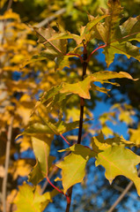 Obraz premium Der Herbst kommt der Sommer geht