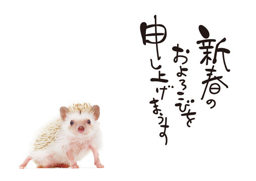 938 Best ハリネズミ Images Stock Photos Vectors Adobe Stock 938 Best ハリネズミ Images Stock Photos Vectors Adobe Stock