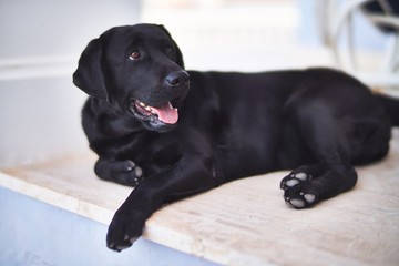 Beautiful black labrador dog lying down at terrace