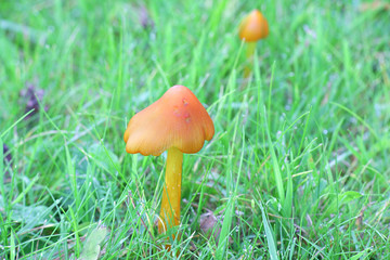 Hygrocybe conica, known as the witch's hat, conical wax cap or conical slimy cap, wild mushroom from Finland