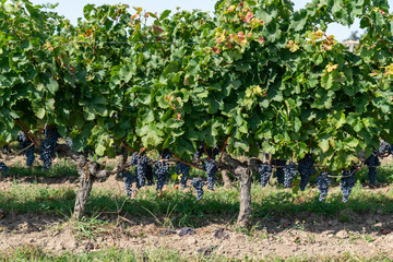 Fototapeta na wymiar Bordeaux Vineyard in unesco village Saint émilion