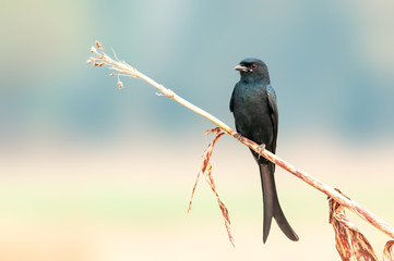 A serious looking black drongo on a perch