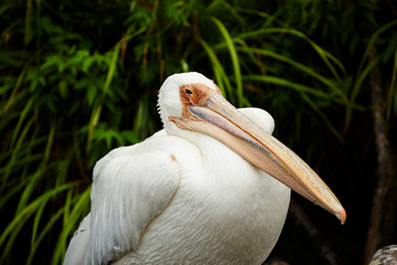 Pelican bird in the park