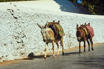 Naklejka premium donkeys on the streets of the town of Lindos on Rhodes Island .