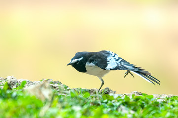 Pied wagtail having a stretch in grassland