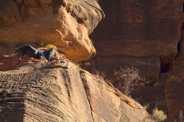 California condor chick 1K spreads it's wings to warm itself in the sun on a high ledge on the...