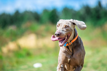 Cheerful Weimaraner running at camera at sunny meadow