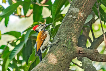 Black-rumped flameback searching food on a mango tree.