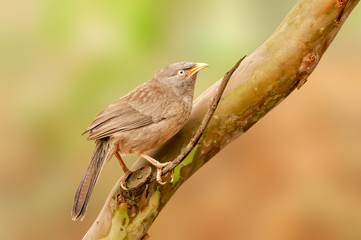 Jungle babbler sitting alone on a tree