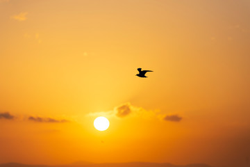 Sunset view with seagulls and sea.
