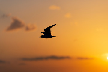 Fototapeta na wymiar Sunset view with seagulls and sea.