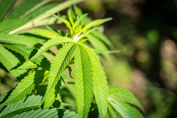 Closeup of marijuana plant , cannabis sativa leaves (hemp), marihuana, selective focus