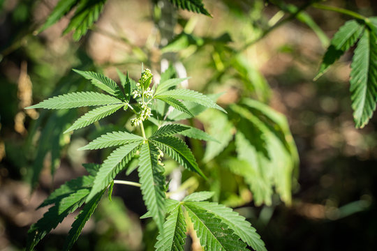 Closeup of blooming marijuana plant , cannabis sativa leaves (hemp), marihuana, selective focus