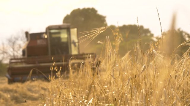 Thresher farming in golden wheat field. Threshing machine working in Italy.