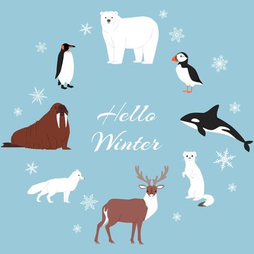 Arctic and antarctic animals vector set. Winter, nature and travel illustration. Penguin, polar bear, seal and reindeer, whale and fox on snowing winter arctic animals background.