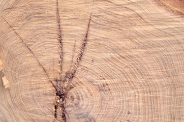 Fototapeta premium Wood Texture Background