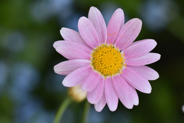 Obraz premium マーガレット