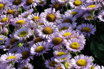 Fleabane in a garden in Brittany