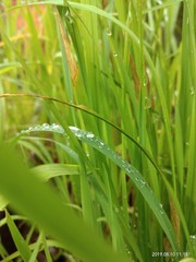 dew on grass