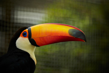 Toco toucan bird in the park 