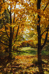 Beautiful Autumn park or forest