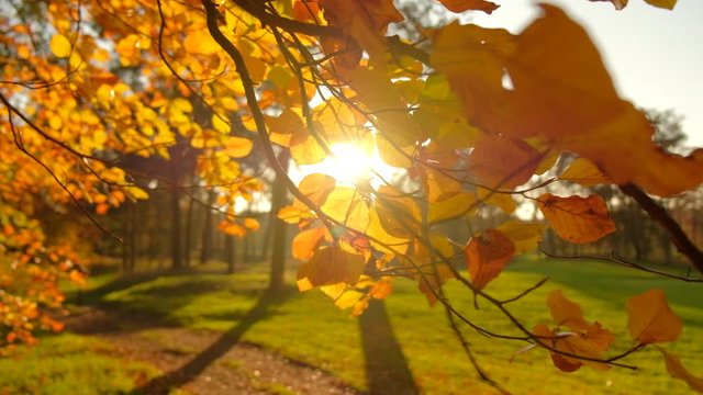 Beautiful golden autumn trees with sun beam shining through, blurry background